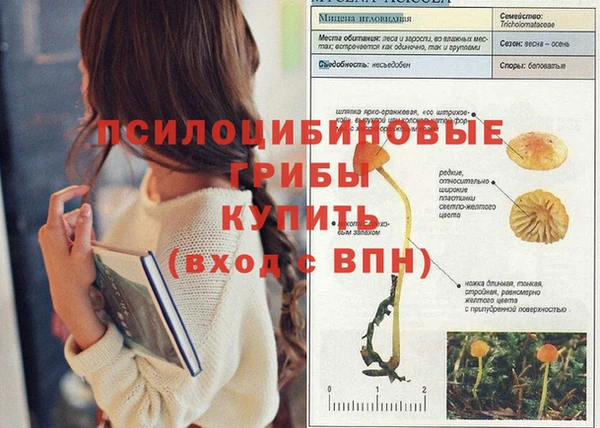 apvp Алзамай